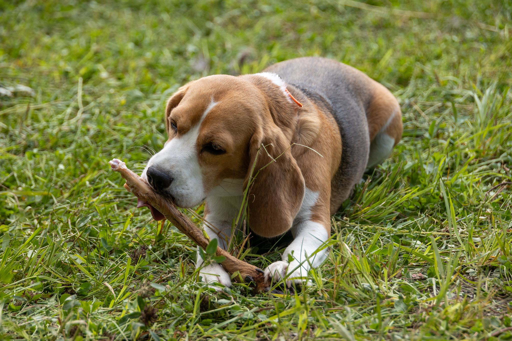 Beagle